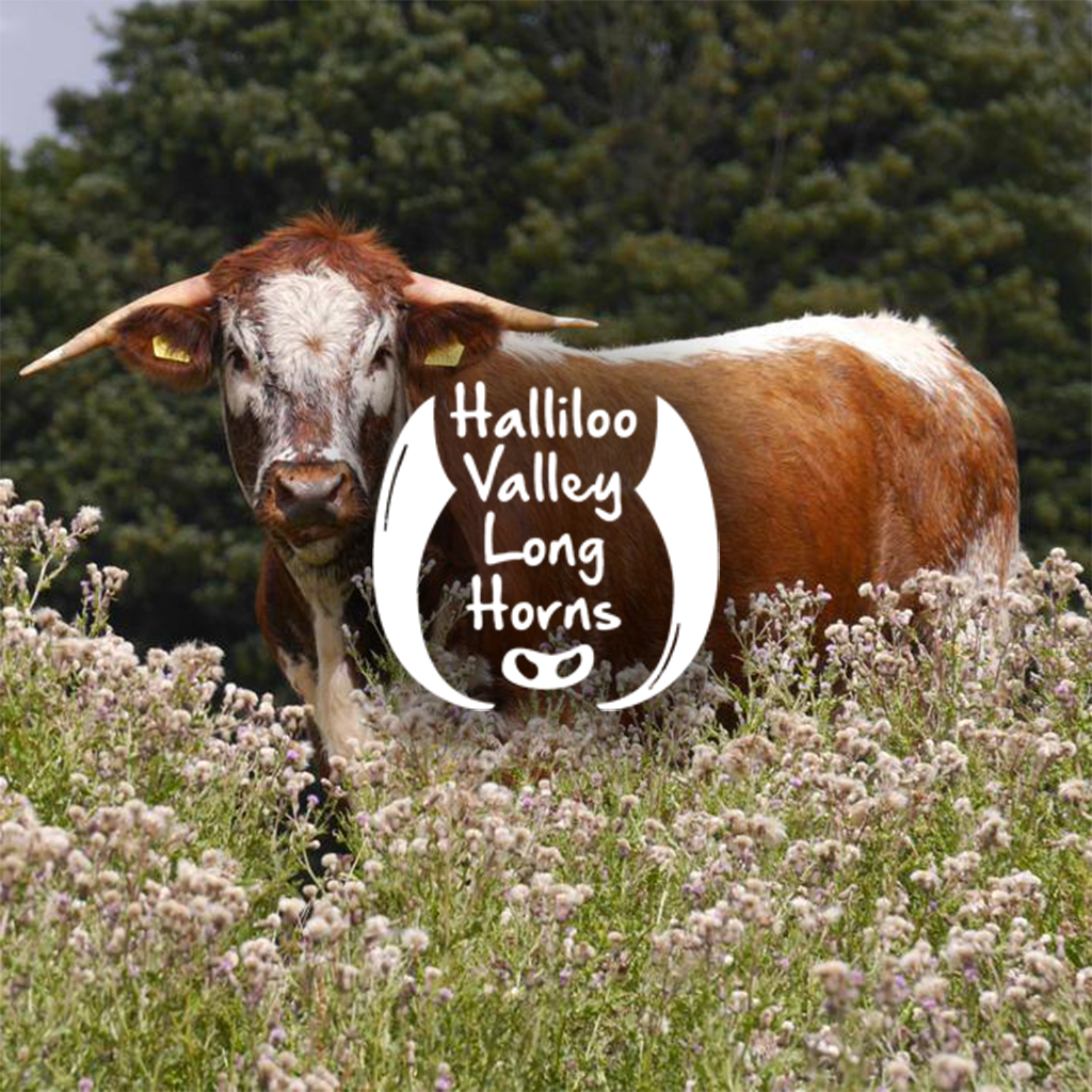 Halliloo Valley Longhorns